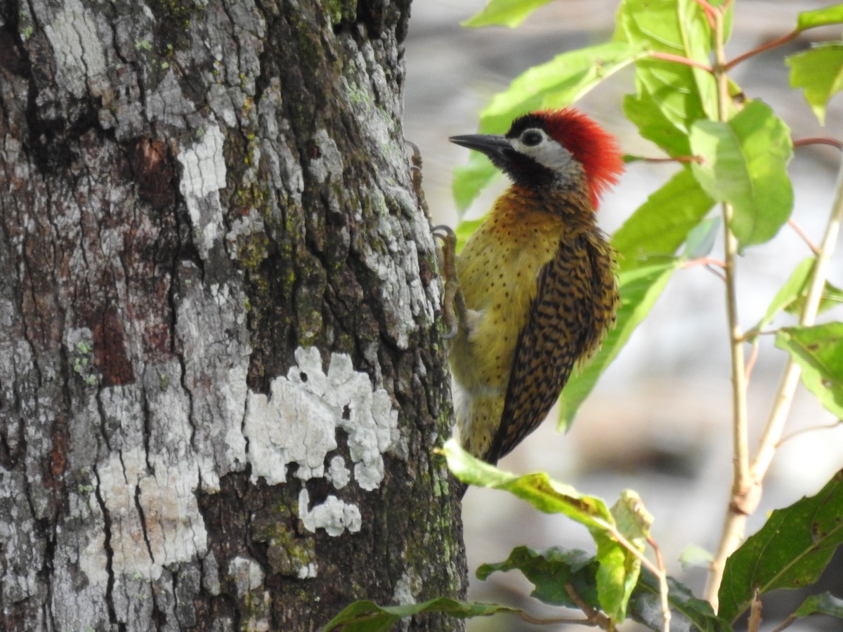Spot-breasted Woodpecker - Josué Peña - Jota Travels - Birding Tour