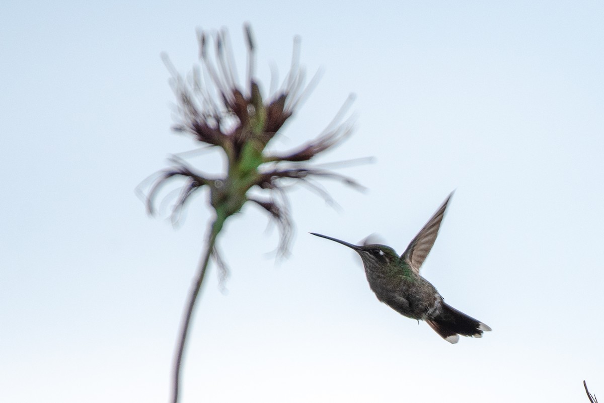 Broad-tailed Hummingbird - German Garcia