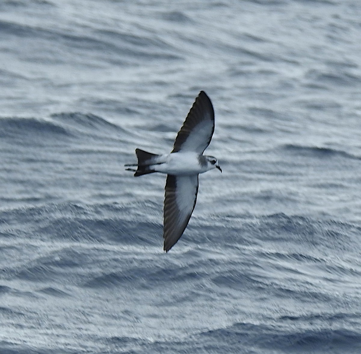 White-faced Storm-Petrel - ML251812911