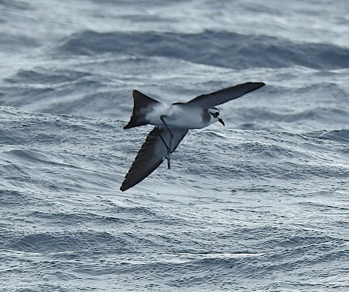 White-faced Storm-Petrel - ML251812921
