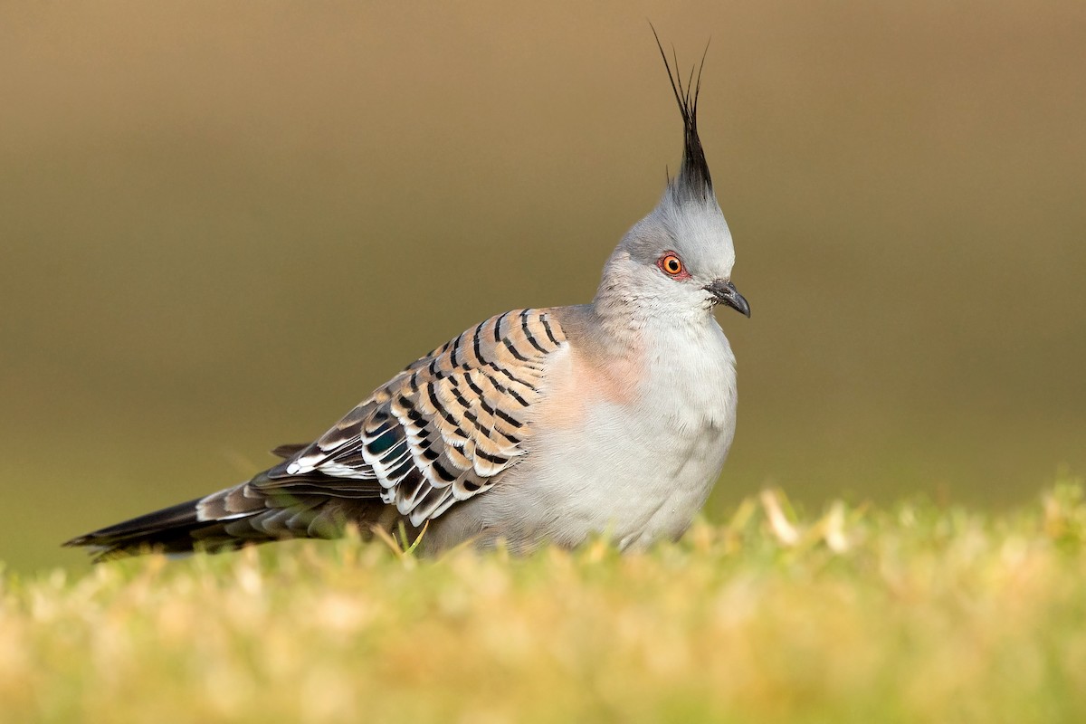 Crested Pigeon - ML251813461