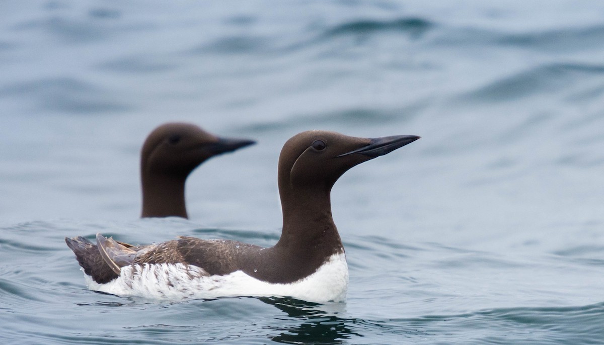Common Murre - Hallie Daly