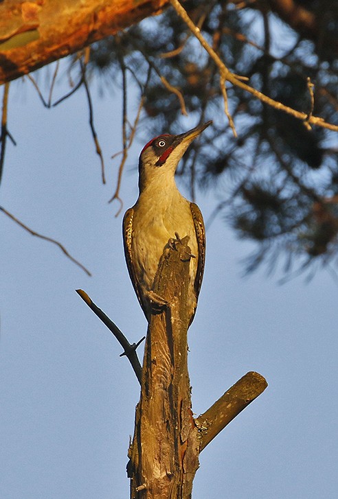 Eurasian Green Woodpecker - ML251816211