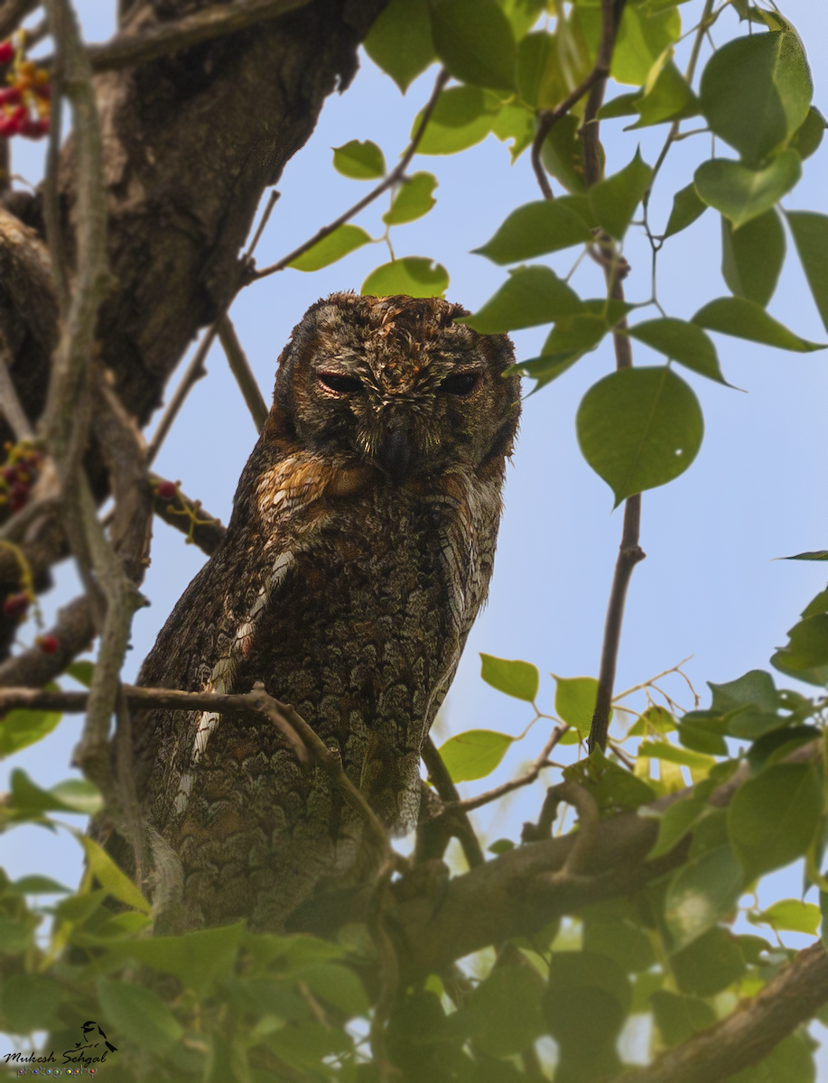 Mottled Wood-Owl - Mukesh  Sehgal