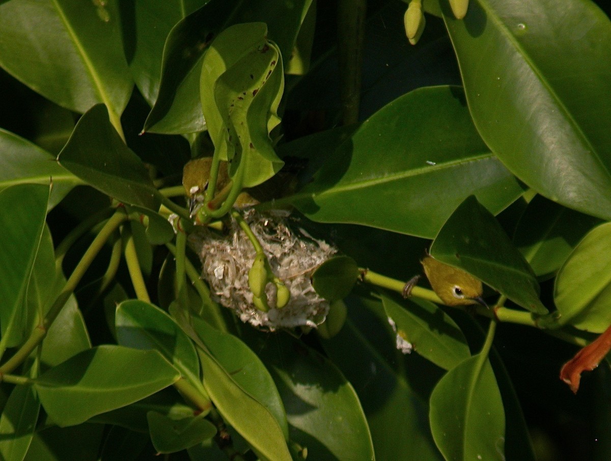 mangrovebrillefugl - ML251819021