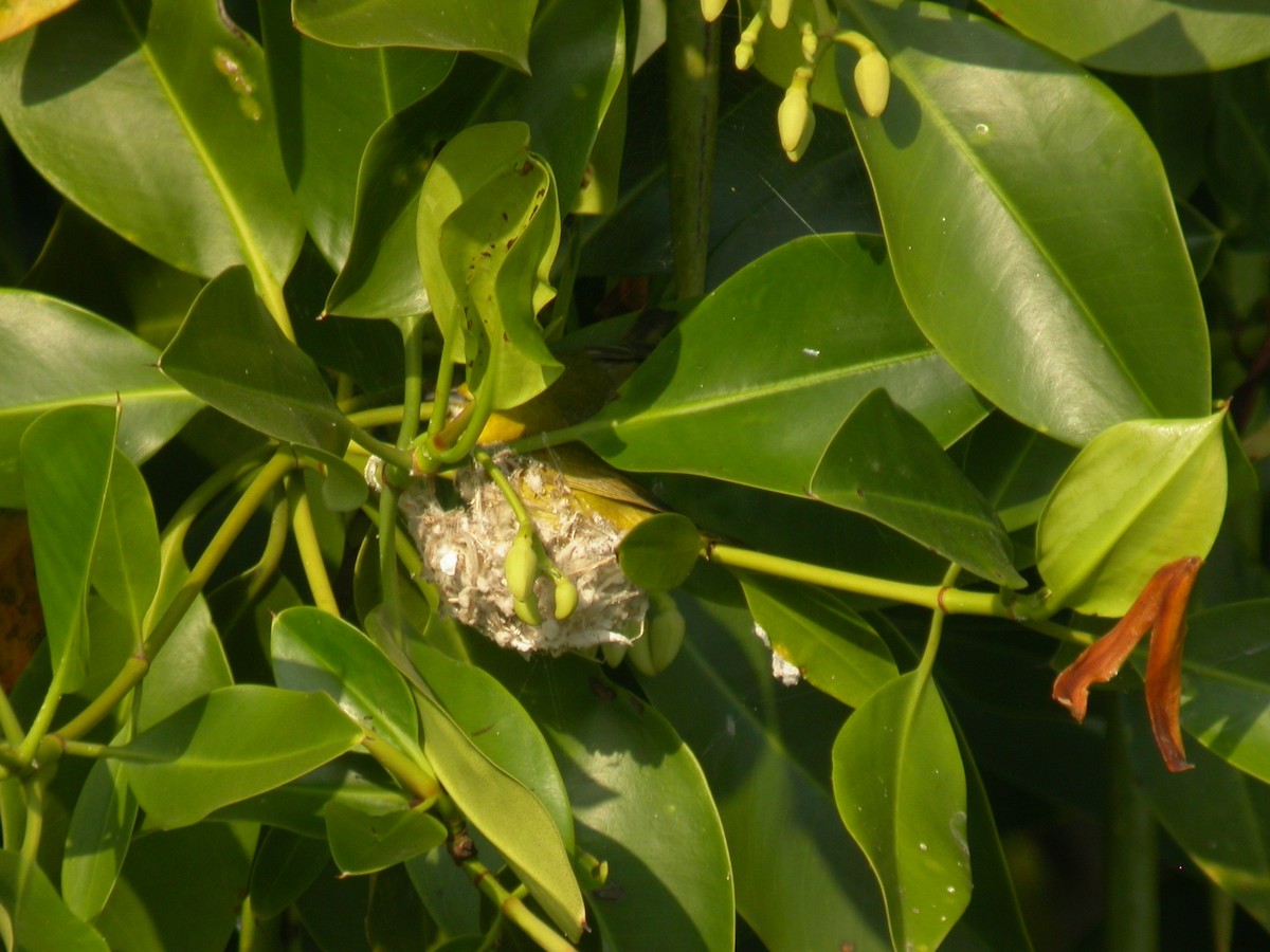mangrovebrillefugl - ML251819031