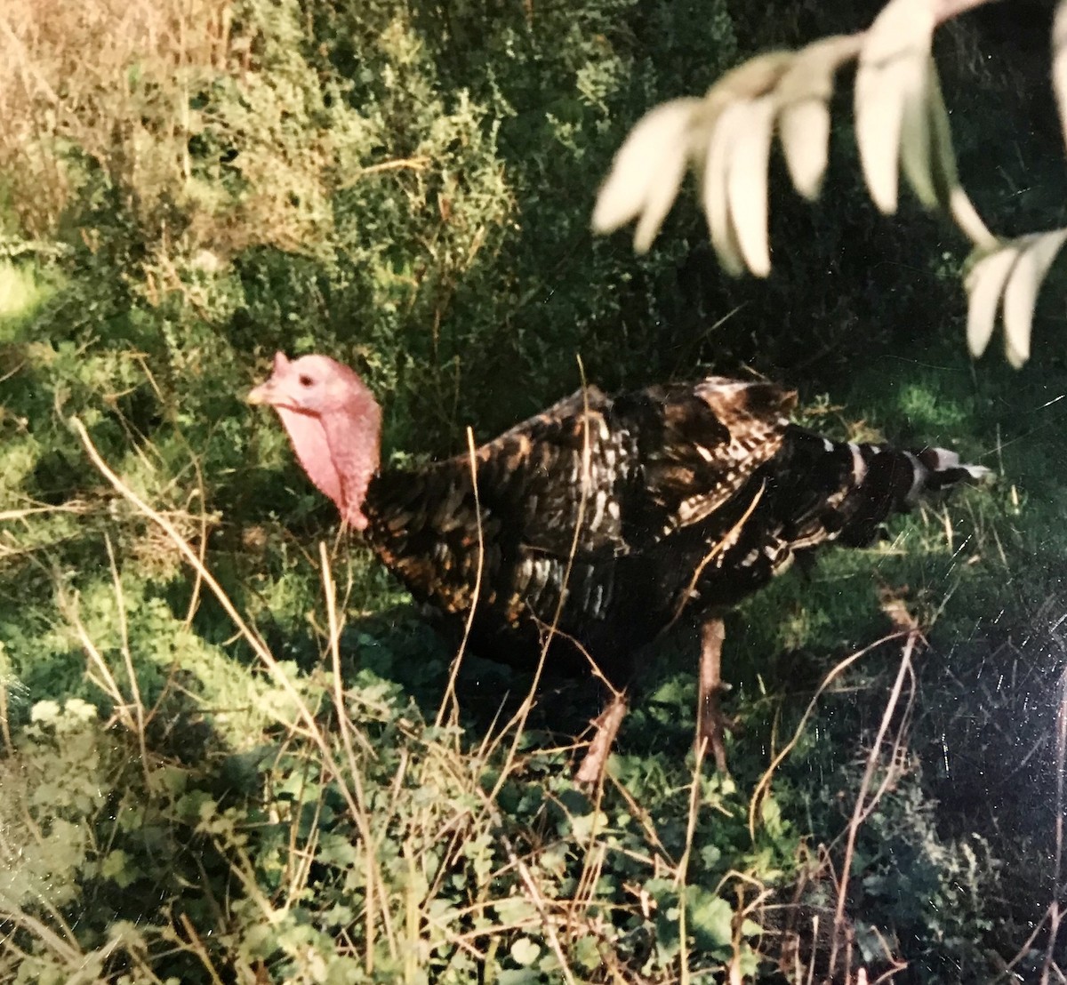 Wild Turkey (Domestic type) - Colin Palethorpe