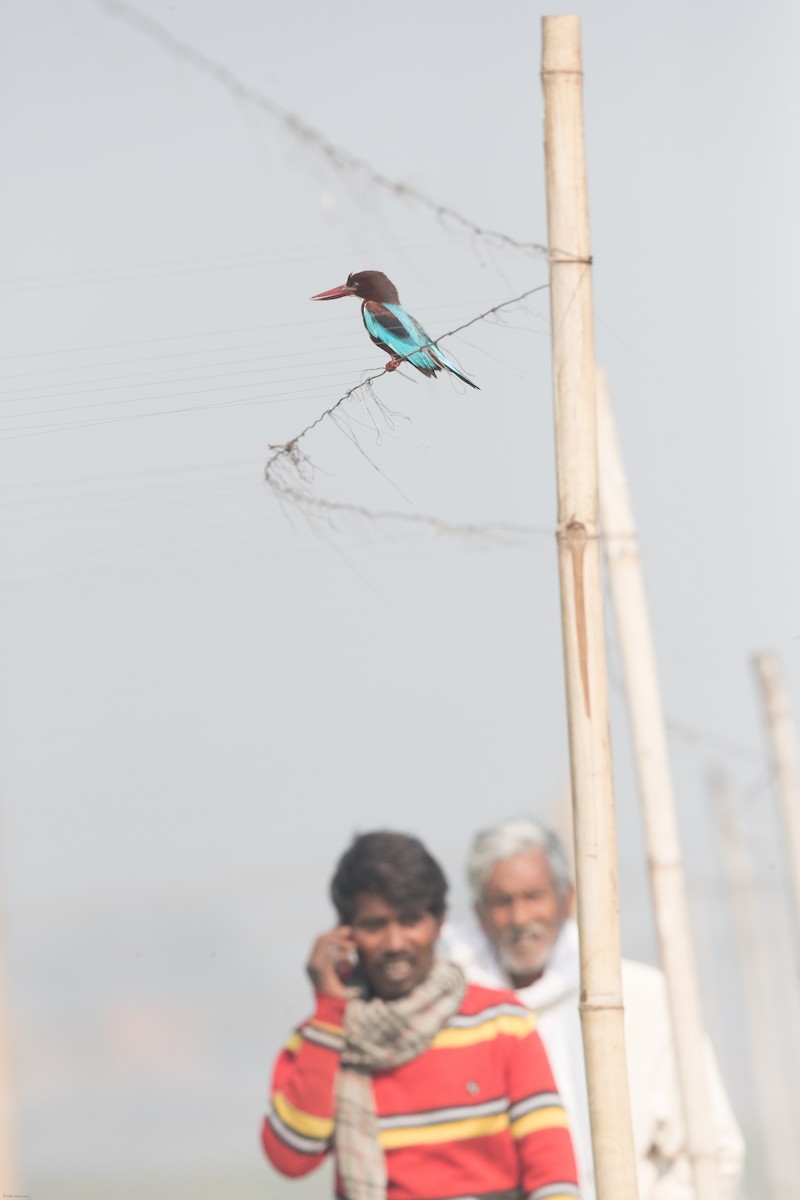 White-throated Kingfisher - Vivek Menon