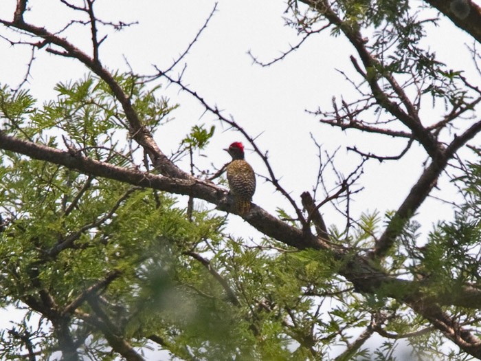 Nubian Woodpecker - ML251828381