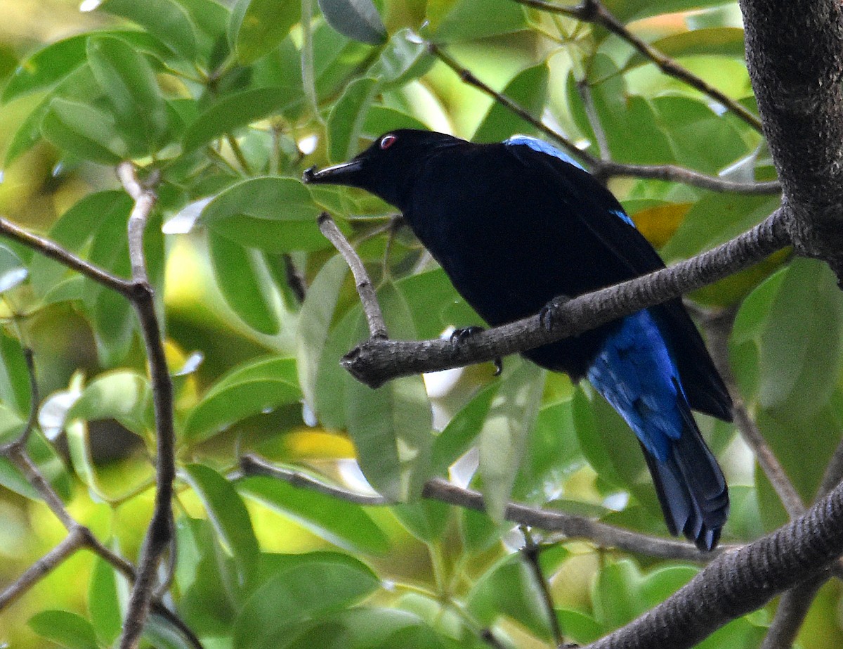 Palawan Fairy-bluebird - ML251828921