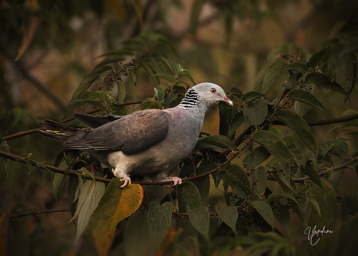 Nilgiri Wood-Pigeon - ML251830581
