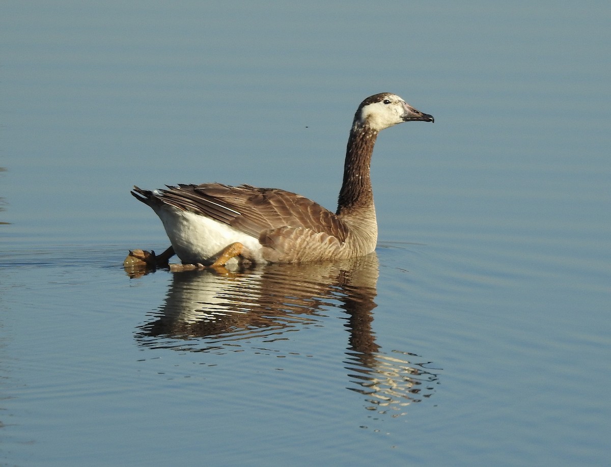 Swan Goose x Canada Goose (hybrid) - ML25183611