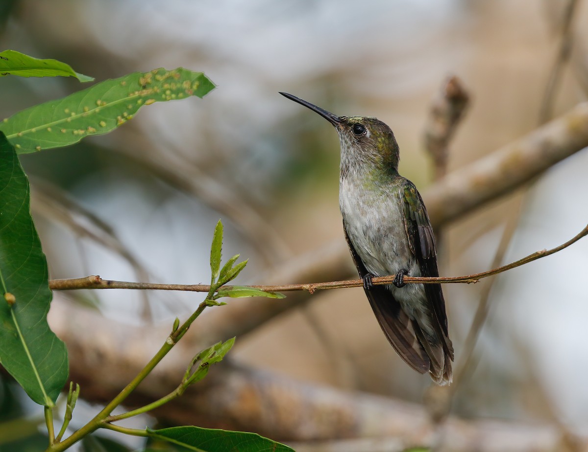 Olive-spotted Hummingbird - Per Smith