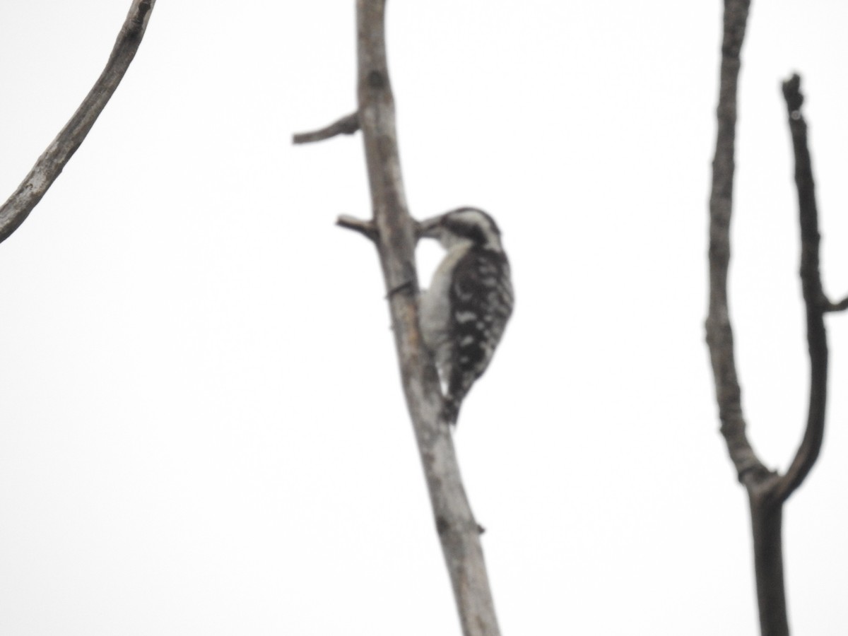 Brown-capped Pygmy Woodpecker - Liesl Edelman