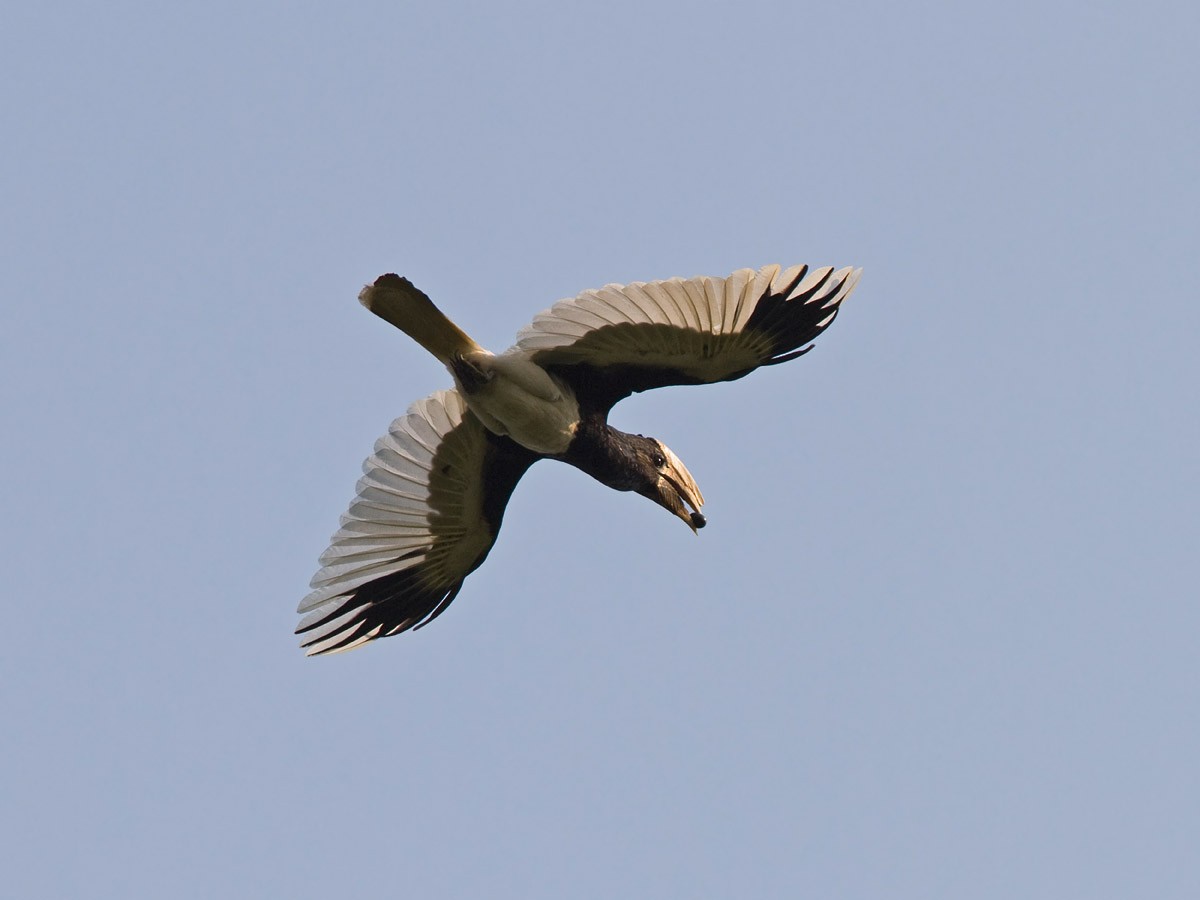 Piping Hornbill (Eastern) - ML251837901