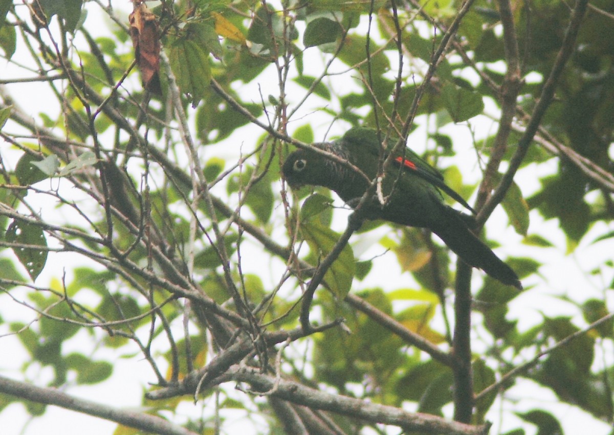Maroon-tailed Parakeet (Maroon-tailed) - ML251841671