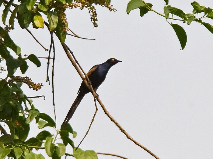Narrow-tailed Starling - ML251842321