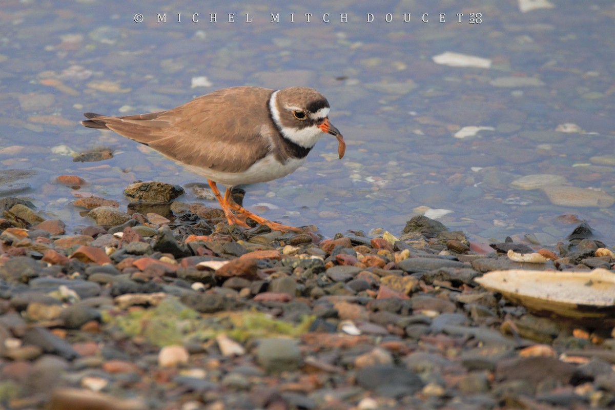 Semipalmated Plover - Mitch (Michel) Doucet