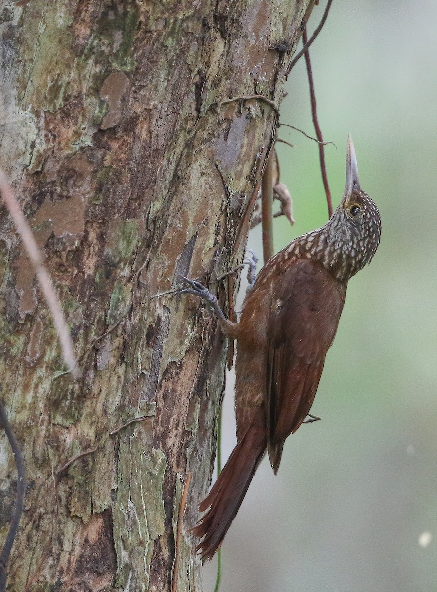 Zimmer's Woodcreeper - Per Smith