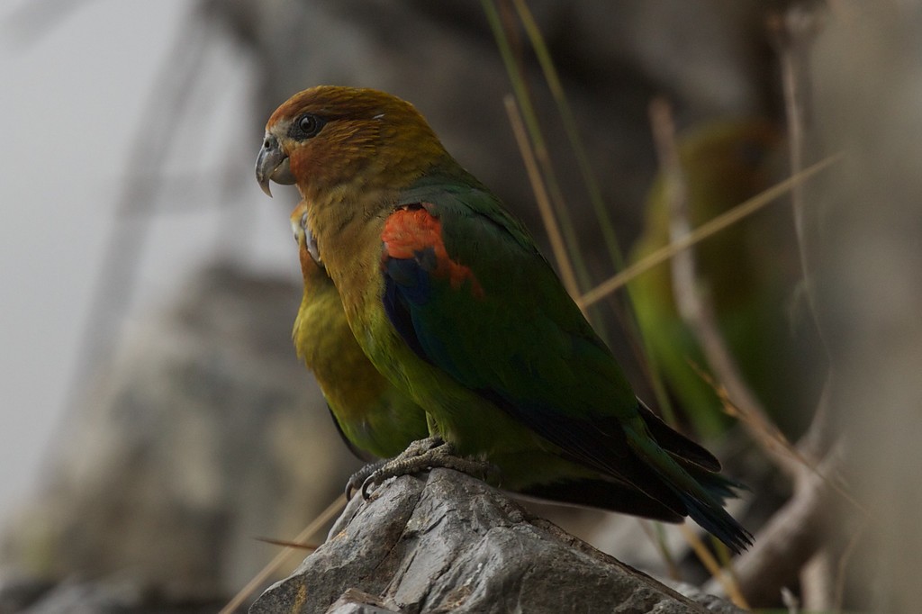 Rusty-faced Parrot - ML251844011