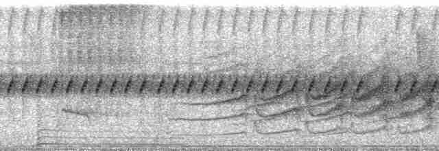 Пестрогорлый алапи (pyrrhonota) - ML251847