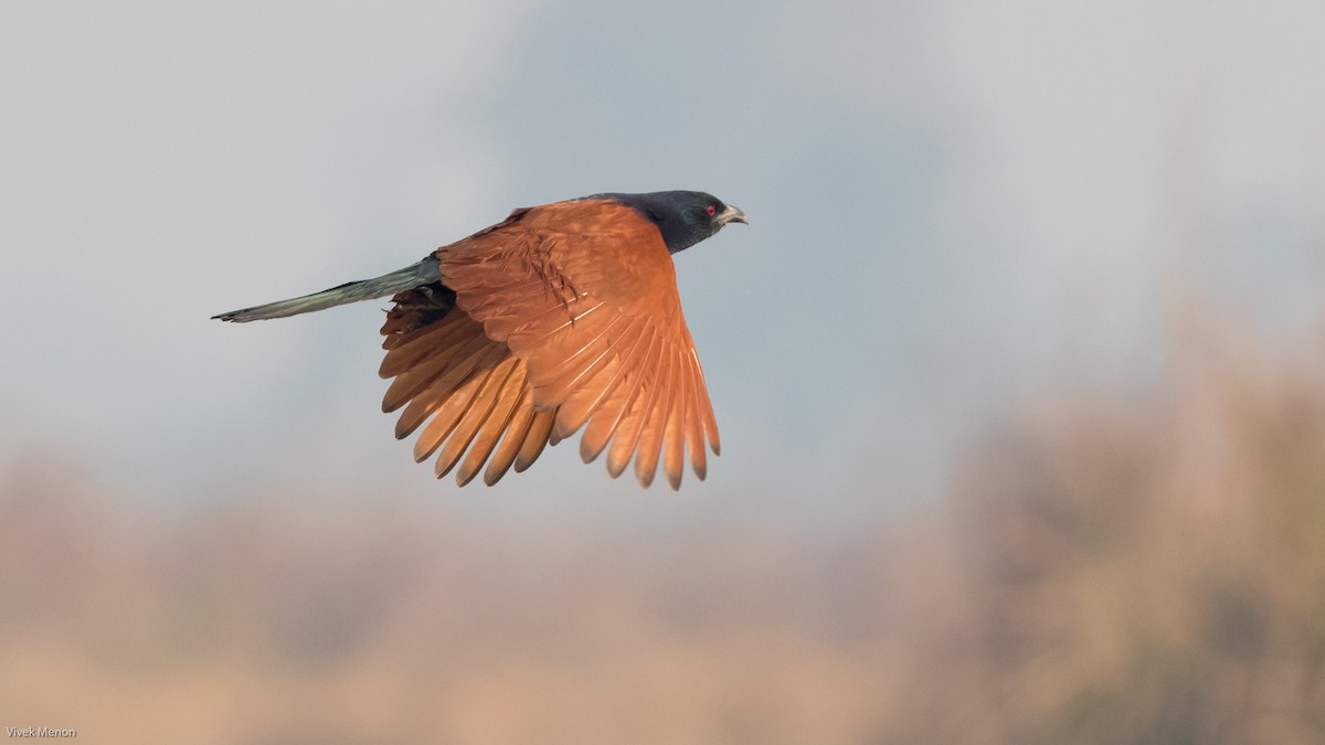 Greater Coucal - ML251847511