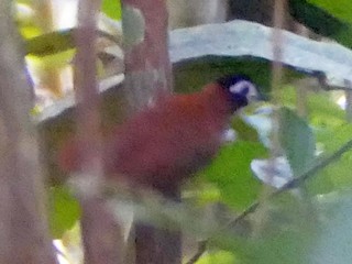  - White-masked Antbird