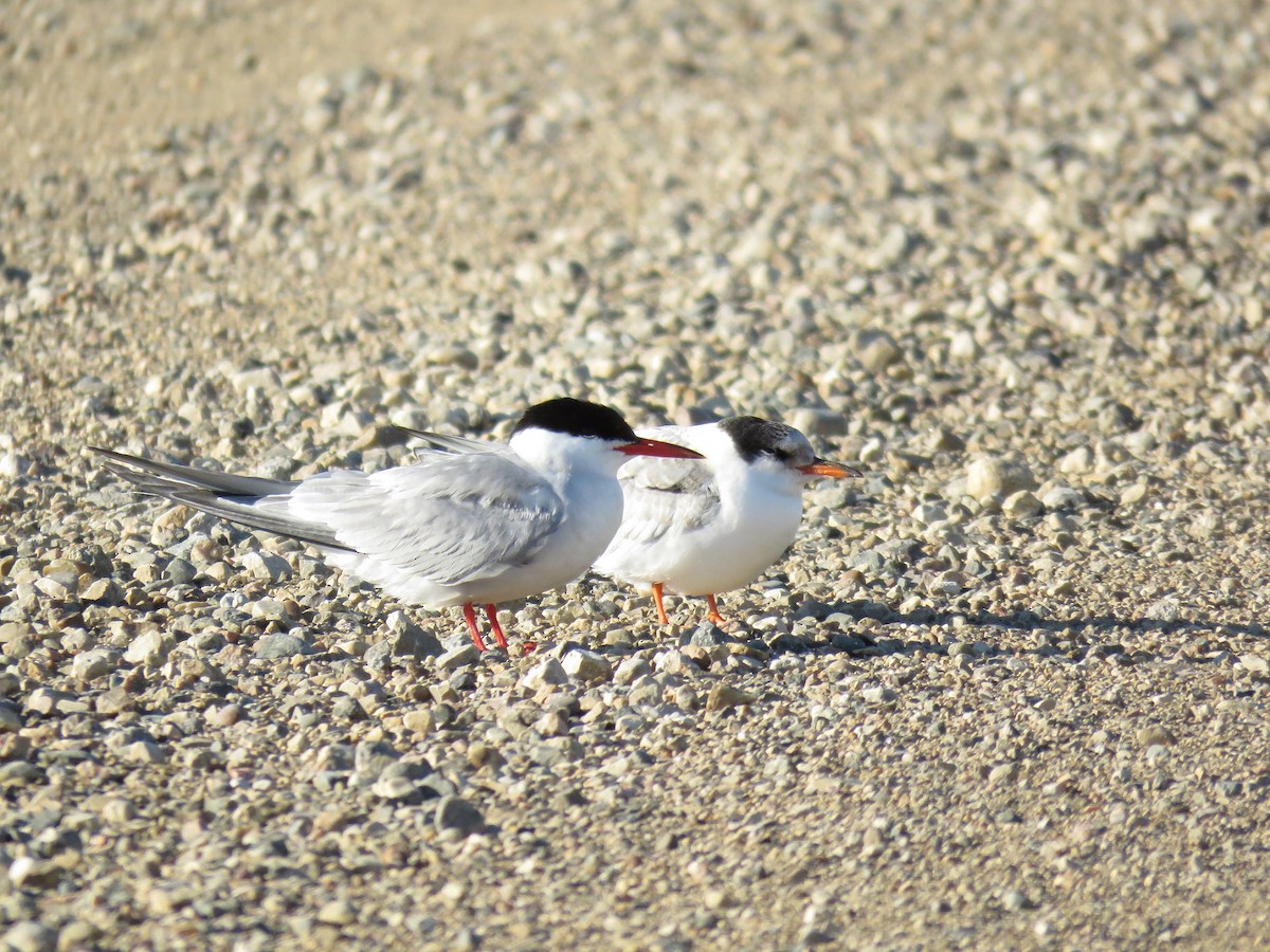 Common Tern - ML251852761