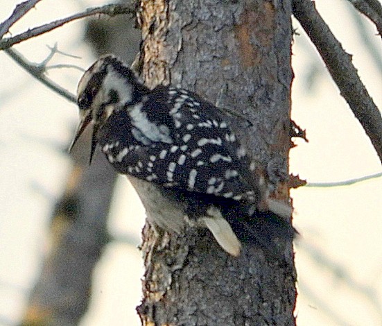 Hairy Woodpecker - ML251853391