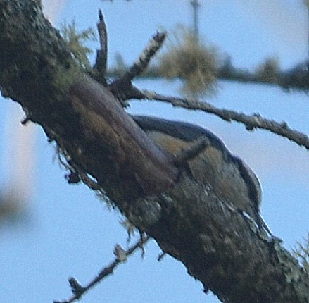 Red-breasted Nuthatch - ML251853691