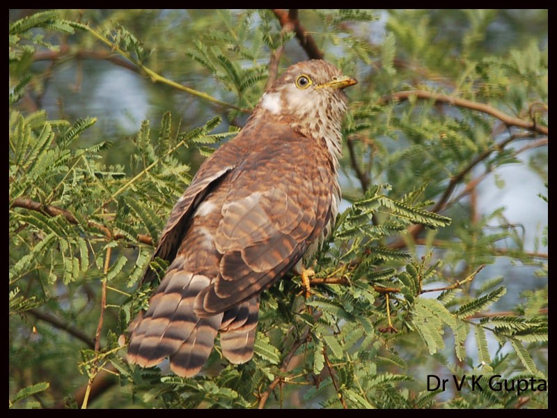 Common Hawk-Cuckoo - Vinod Gupta