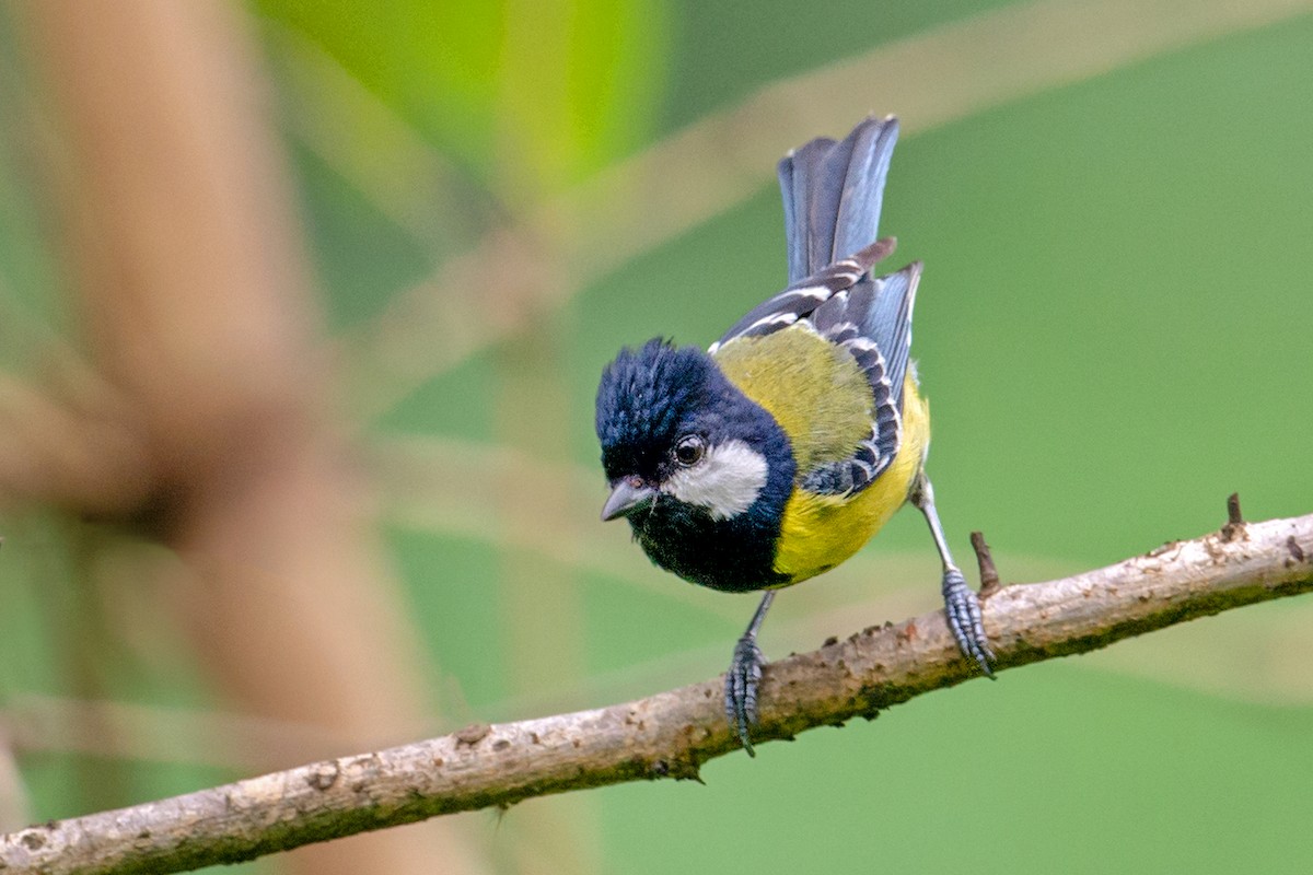 Green-backed Tit - ML251858921