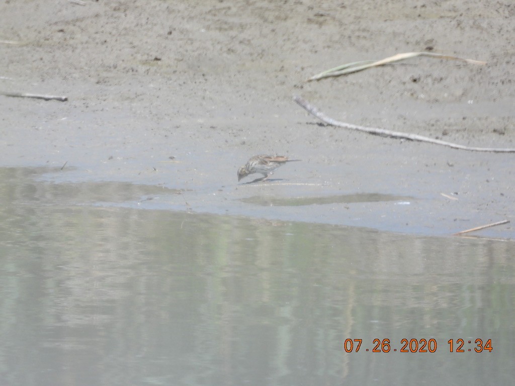 Savannah Sparrow - ML251862151