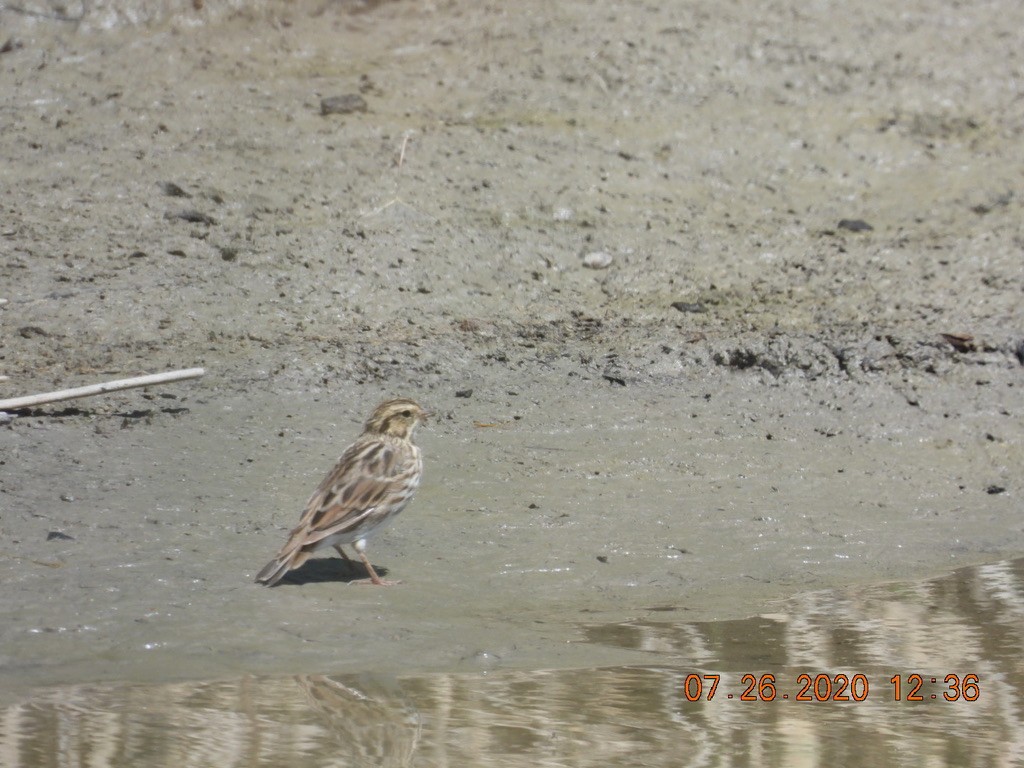 Savannah Sparrow - ML251862171