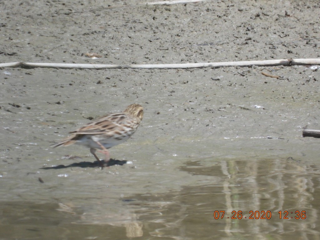 Savannah Sparrow - ML251862191