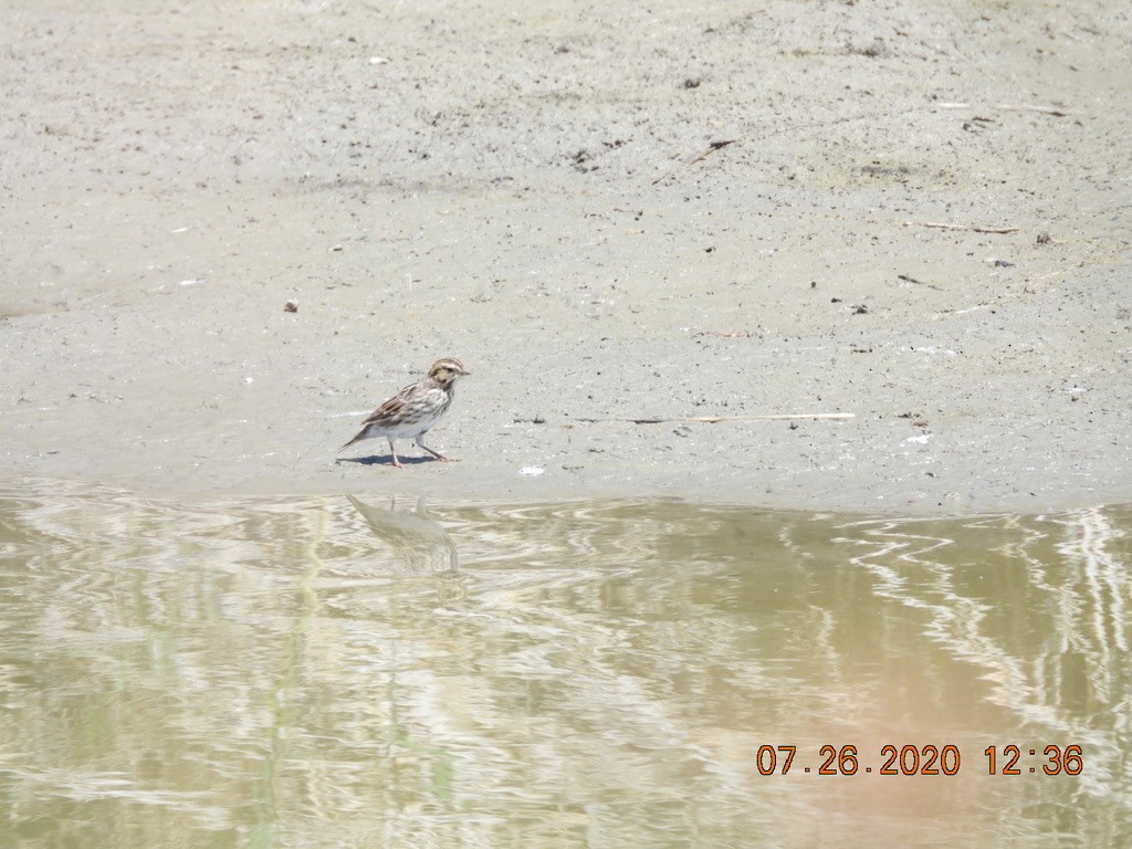 Savannah Sparrow - ML251862201
