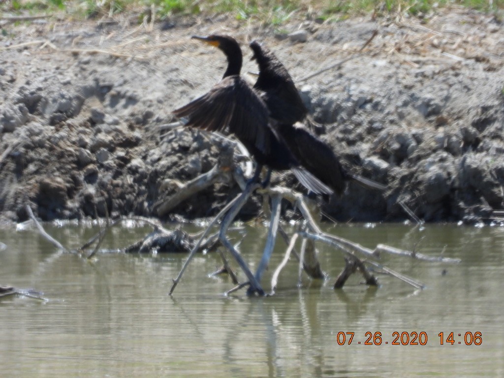 Double-crested Cormorant - ML251862601