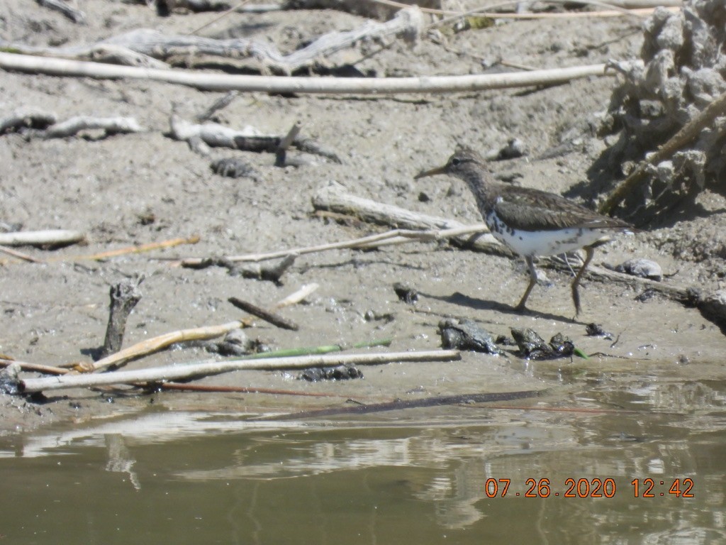 Spotted Sandpiper - Katy Knight