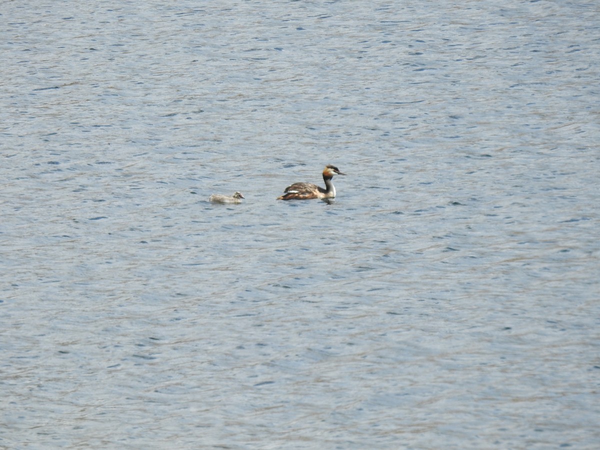 Great Crested Grebe - ML251863441