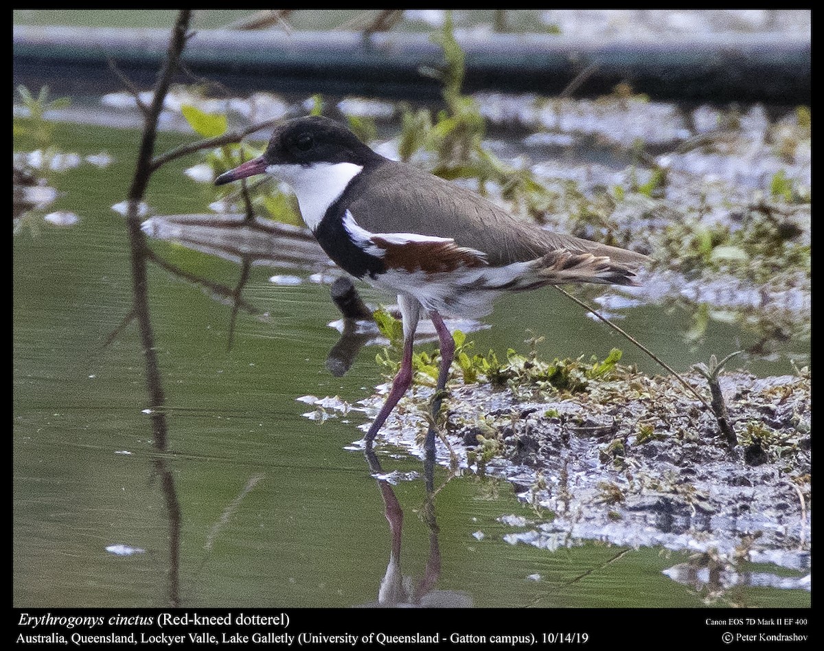 Red-kneed Dotterel - ML251863931