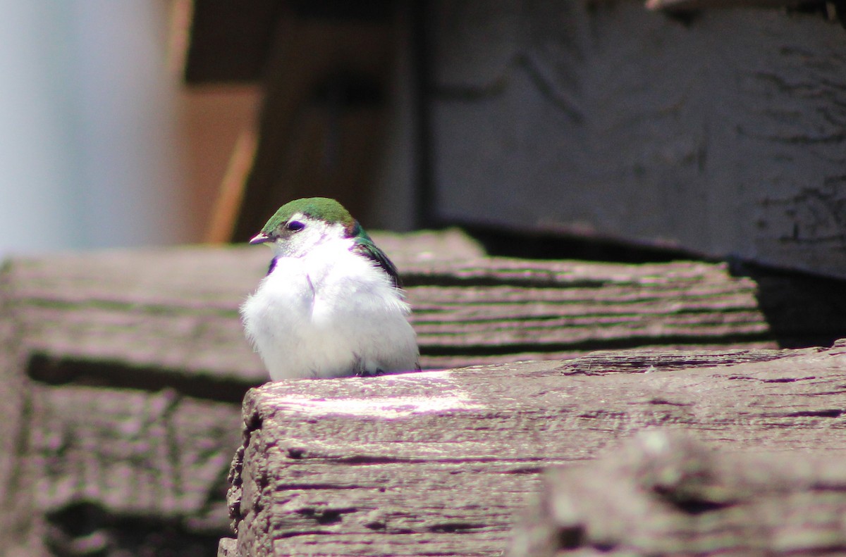Violet-green Swallow - ML251866181