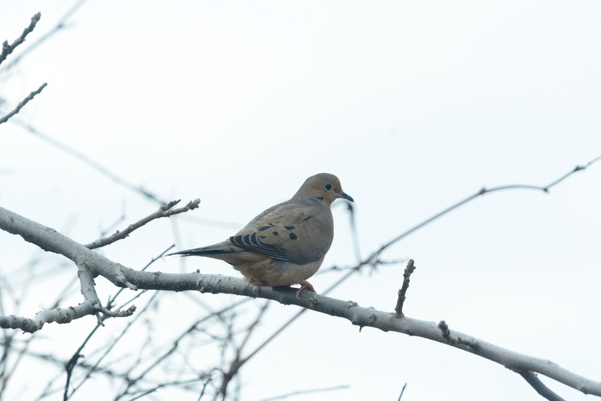 Mourning Dove - Joanne Muis Redwood