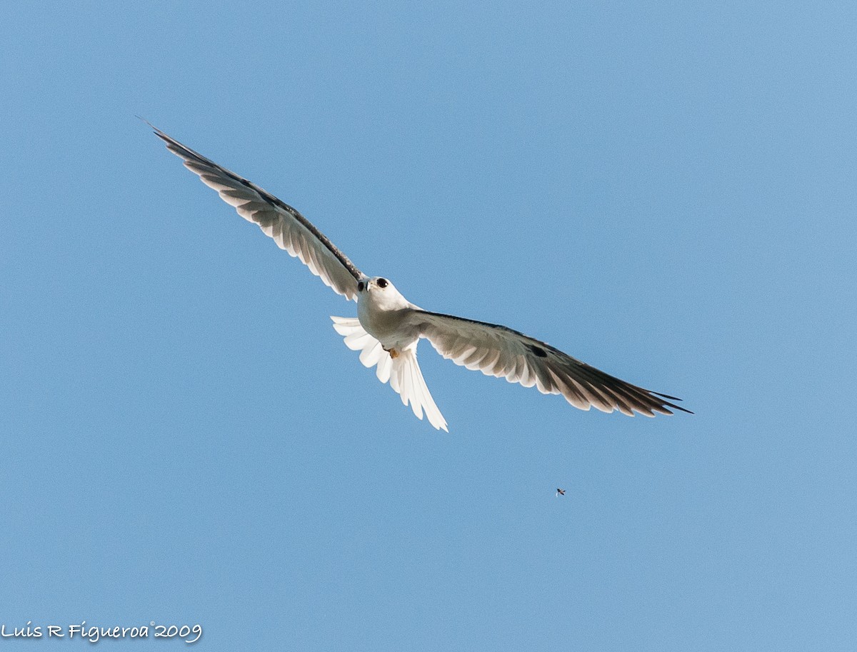 White-tailed Kite - ML251876331