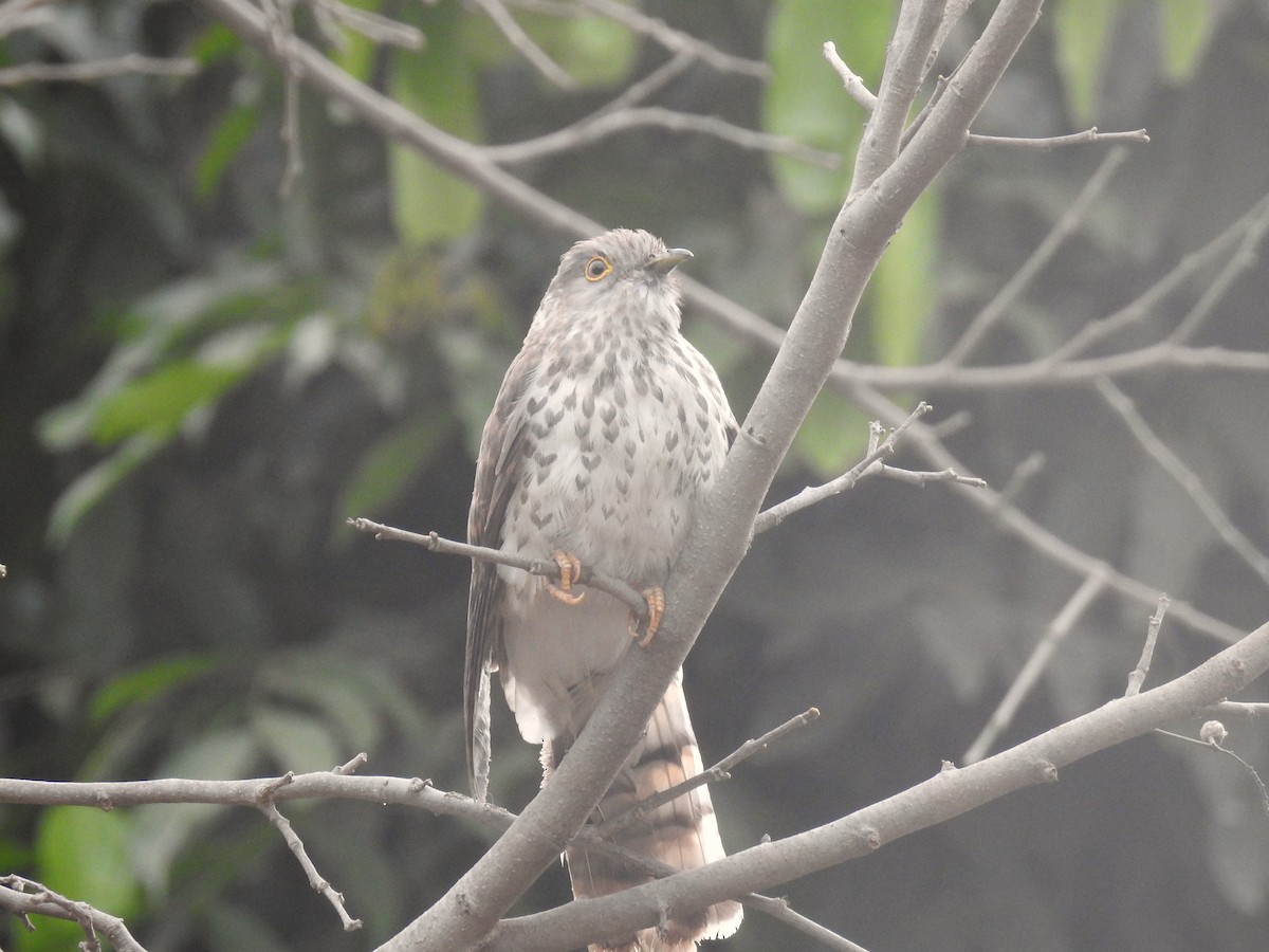 Common Hawk-Cuckoo - ML25187861