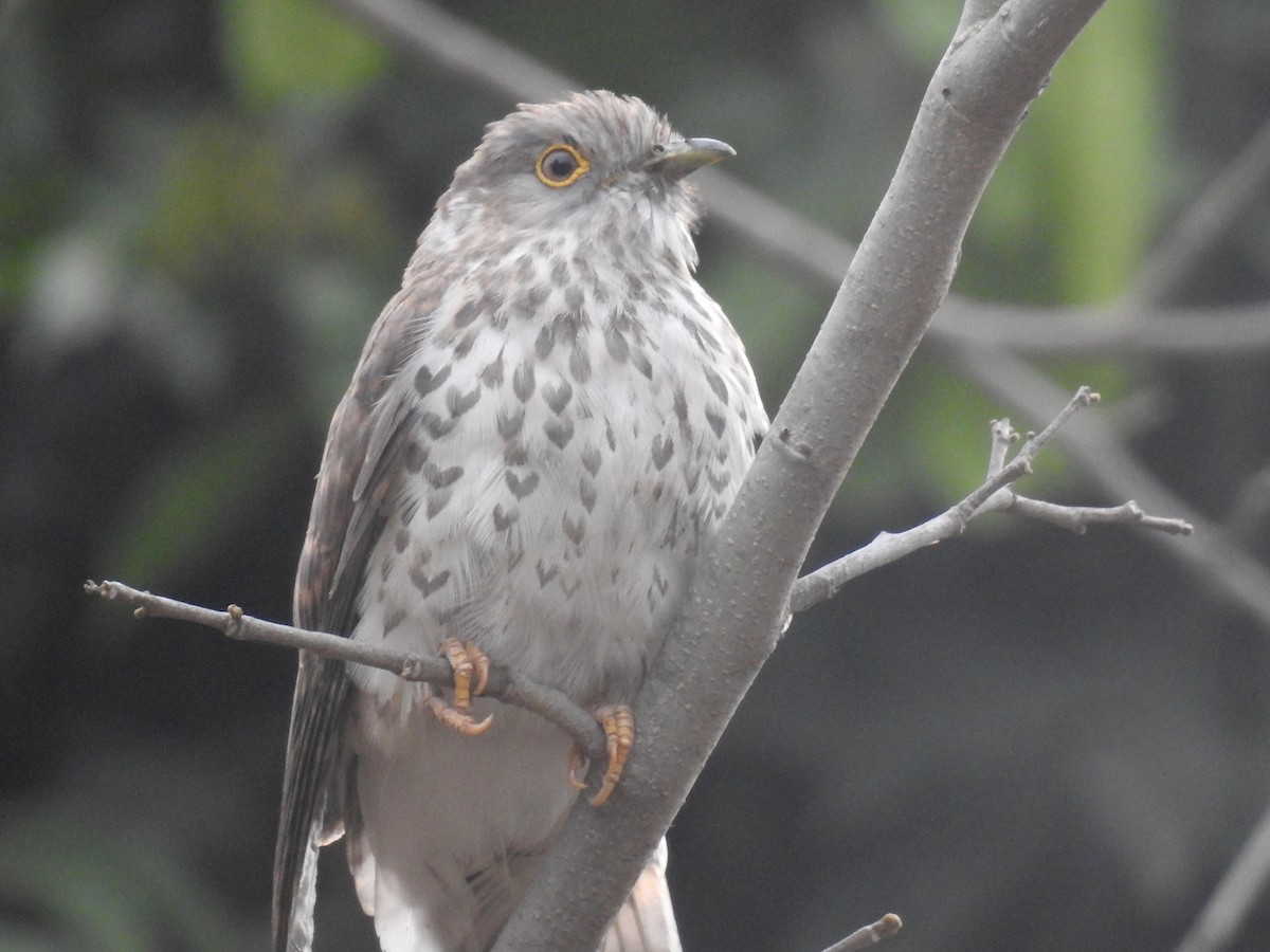 Common Hawk-Cuckoo - Aparajita Datta