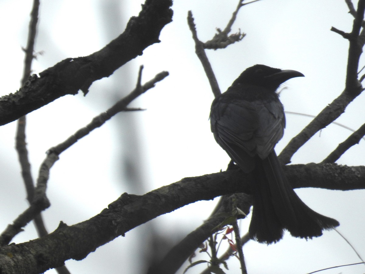 Hair-crested Drongo - ML25187921