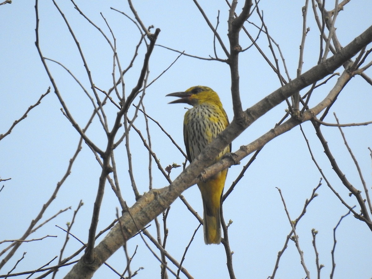 Indian Golden Oriole - ML25187981