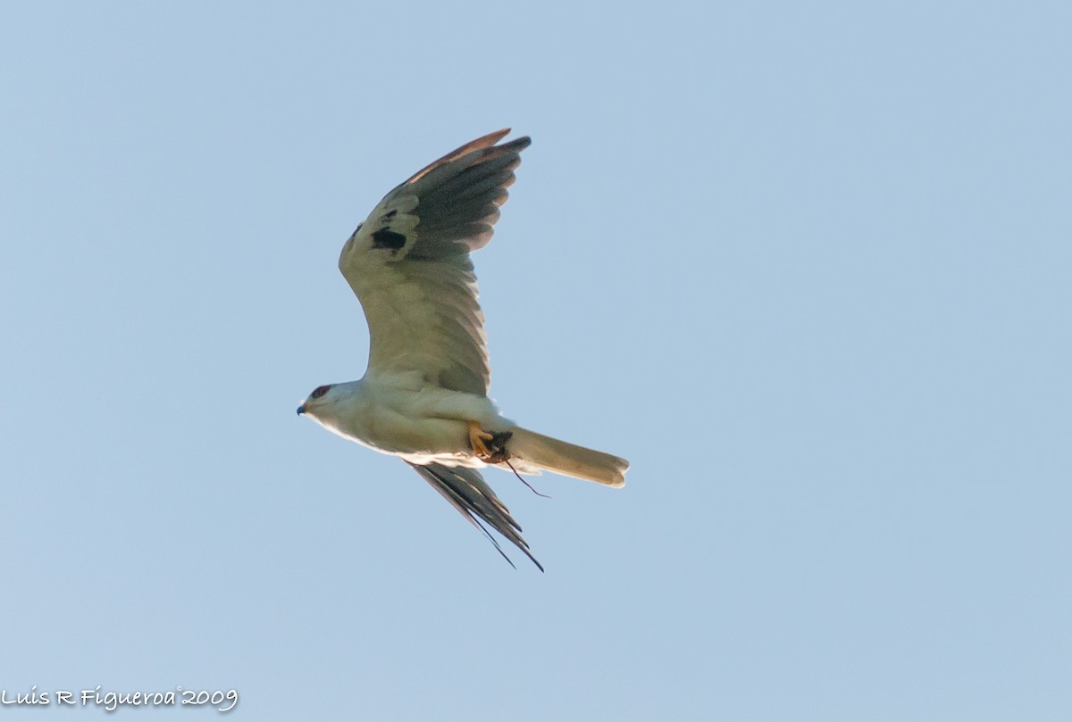 White-tailed Kite - ML251880241