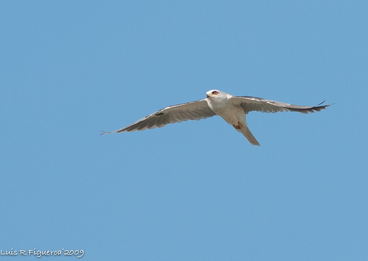 White-tailed Kite - ML251880601