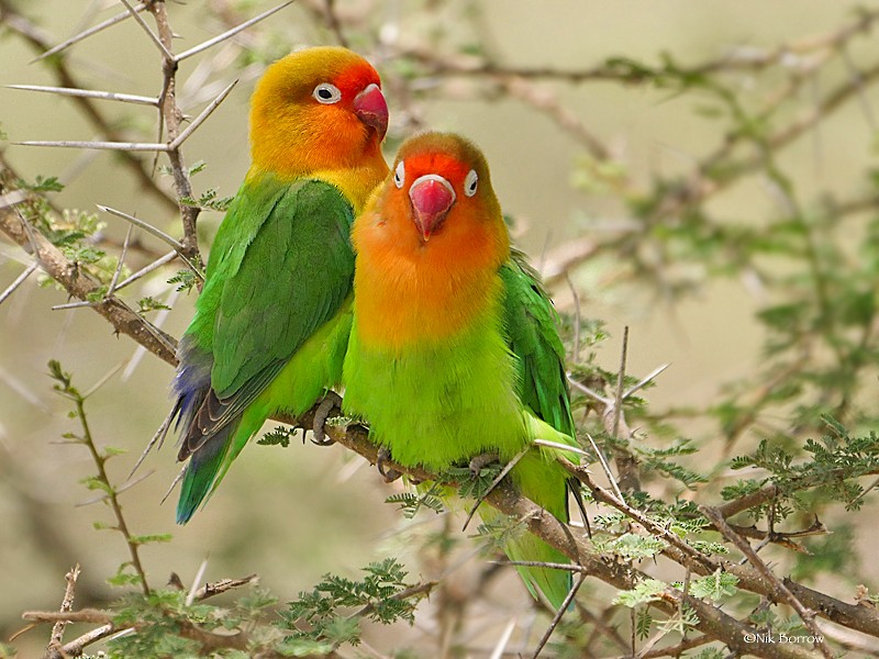 Fischer's Lovebird - Nik Borrow